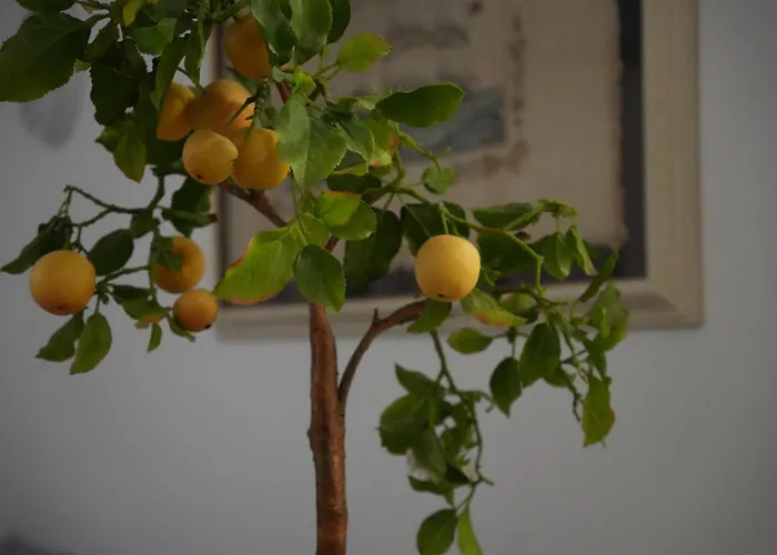 Appartement Mima Sky Terrace - Centro - 2 Passi Dal Mare